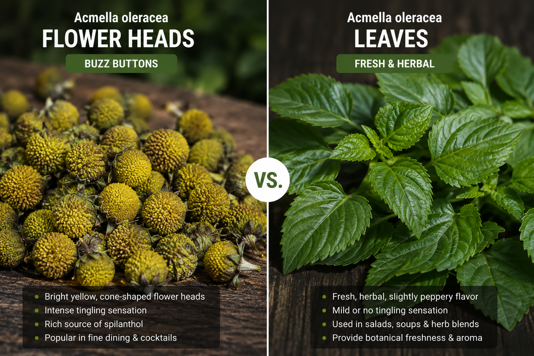 Comparison of Acmella oleracea flower heads and leaves, showing the realistic cone-shaped Buzz Button flowers alongside fresh green leaves used in culinary applications and botanical extracts