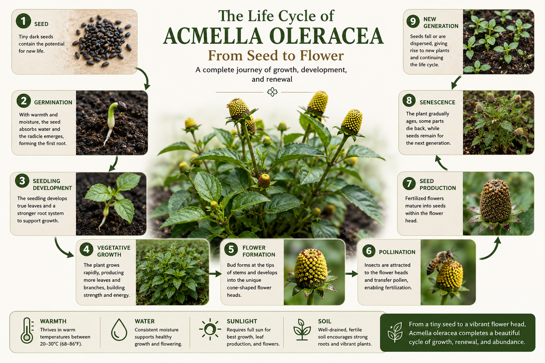 Life cycle of Acmella oleracea showing the stages from seed germination and seedling development to vegetative growth, realistic cone-shaped flowering, pollination, seed production, and mature plant cultivation