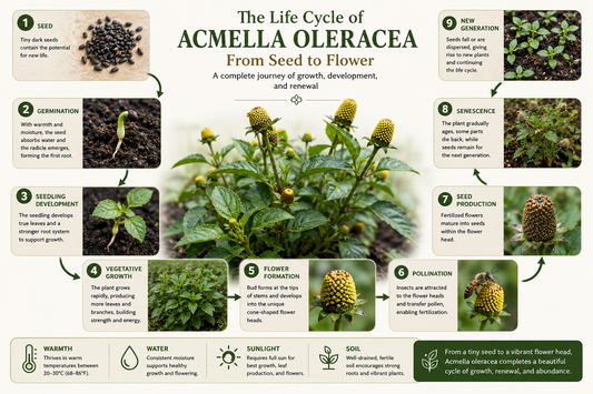 Life cycle of Acmella oleracea showing the stages from seed germination and seedling development to vegetative growth, realistic cone-shaped flowering, pollination, seed production, and mature plant cultivation