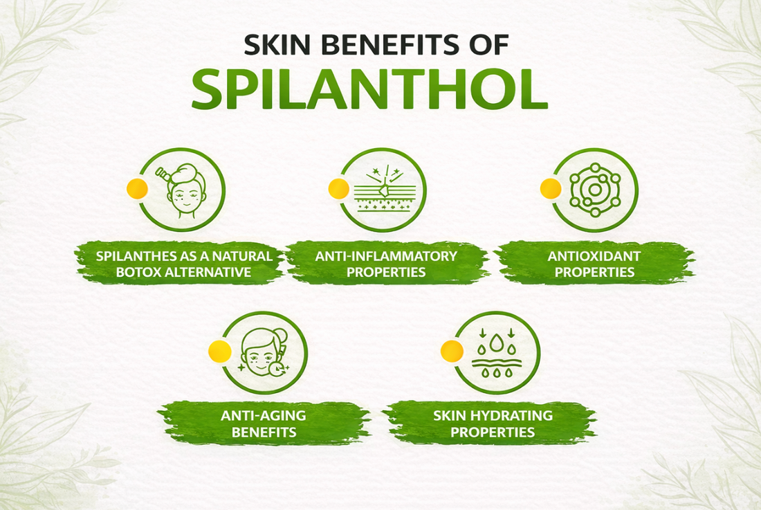 Skin Benefits of Acmella Spilanthes (Spilanthol) | Natural Botox Alternative