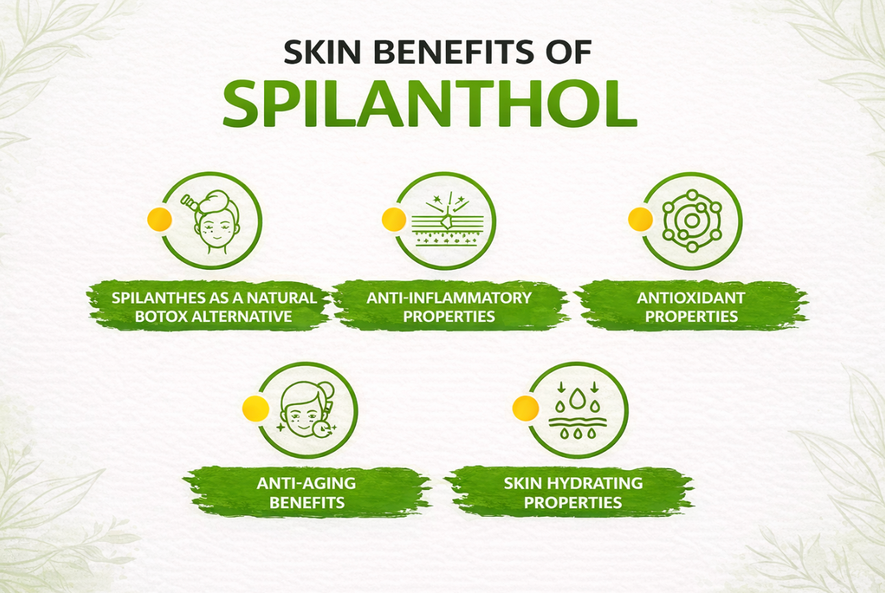 Skin Benefits of Acmella Spilanthes (Spilanthol) | Natural Botox Alternative