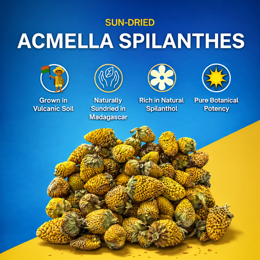 Acmella Spilanthes, Buzz Button, Acmella Oleracea, Paracress: 7 Powerful Benefits You Need to Know