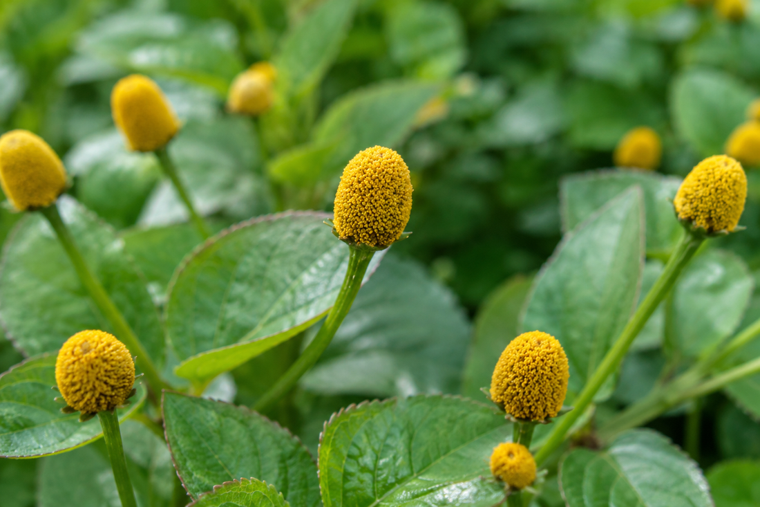 Acmella oleracea growing in Madagascar, showing healthy flower heads, green foliage, and the botanical characteristics that make the species valuable for research, cosmetics, and culinary applications.