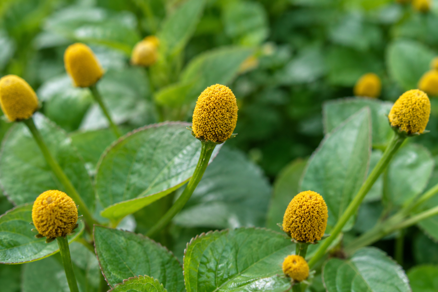Acmella oleracea growing in Madagascar, showing healthy flower heads, green foliage, and the botanical characteristics that make the species valuable for research, cosmetics, and culinary applications.