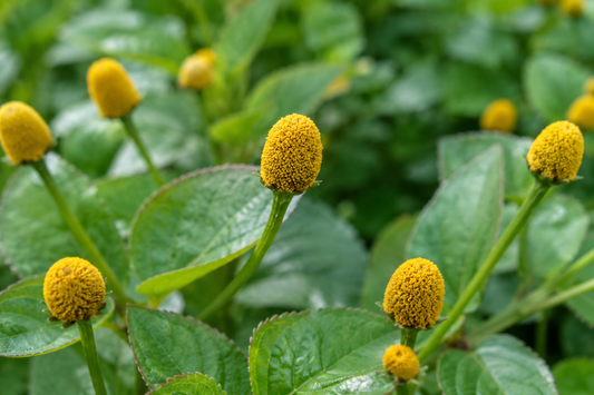 Acmella oleracea growing in Madagascar, showing healthy flower heads, green foliage, and the botanical characteristics that make the species valuable for research, cosmetics, and culinary applications.