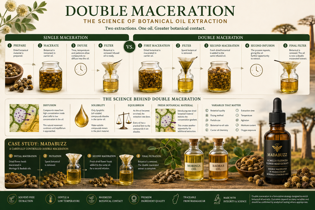 Illustration of the double maceration process showing two successive extractions of dried Acmella oleracea flower heads in Madagascan Moringa and Baobab oils, with filtration stages demonstrating the science of botanical oil extraction.