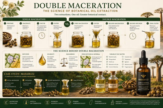 Illustration of the double maceration process showing two successive extractions of dried Acmella oleracea flower heads in Madagascan Moringa and Baobab oils, with filtration stages demonstrating the science of botanical oil extraction.
