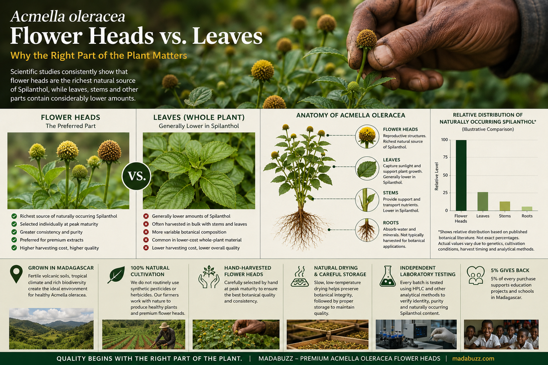 Flower Heads vs. Leaves