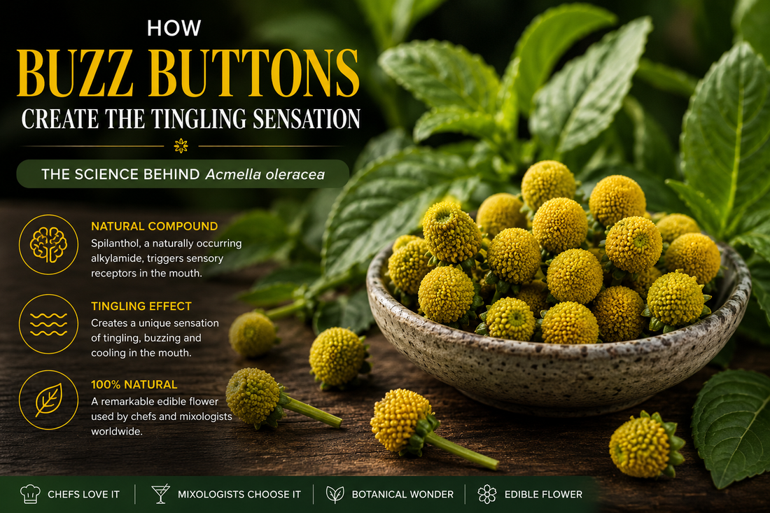 Fresh Acmella oleracea (Buzz Buttons) flowers illustrating the edible botanical known for its naturally occurring spilanthol, which creates a unique tingling sensation used in fine dining and mixology