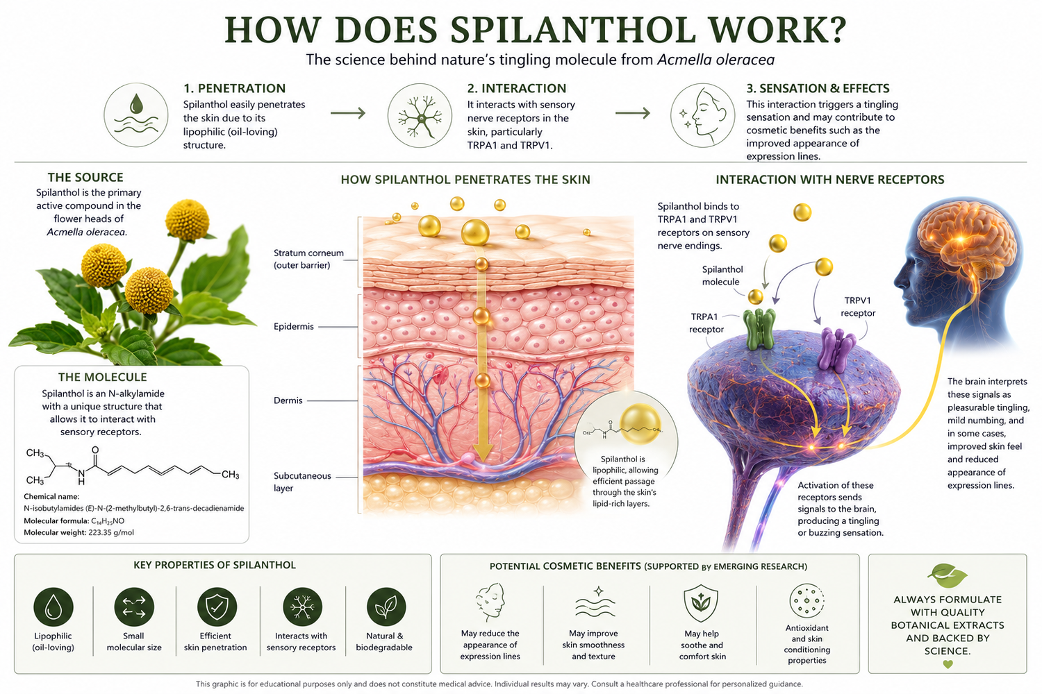 How Does Spilanthol Work?