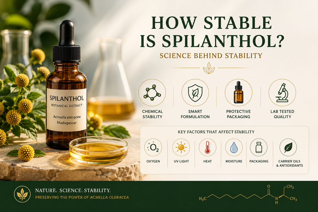 How Stable Is Spilanthol?