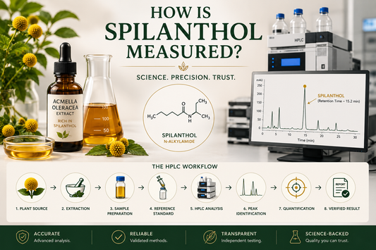 Scientific illustration showing the HPLC workflow for measuring Spilanthol in Acmella oleracea, including sample preparation, chromatographic separation, chromatogram analysis, and laboratory quality verification.