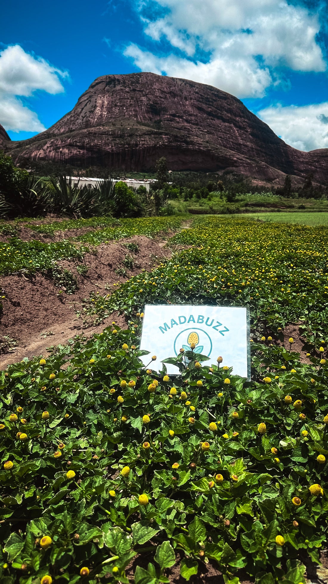 Why Madagascar’s Volcanic Soil Creates the World’s Most Potent Acmella spilanthes