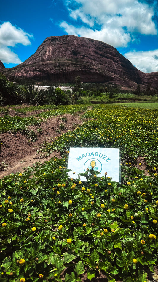Why Madagascar’s Volcanic Soil Creates the World’s Most Potent Acmella spilanthes