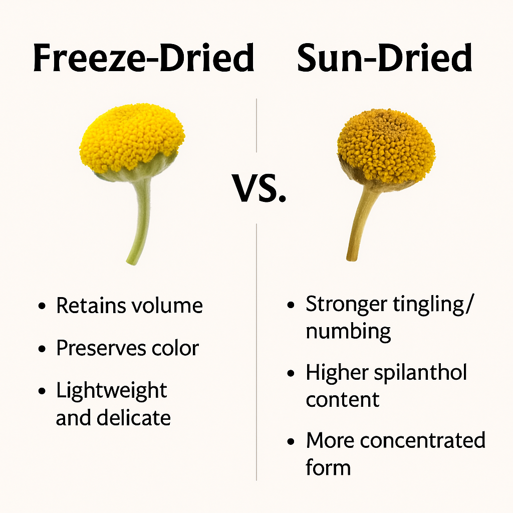 🌿 Why Madabuzz Is Stronger Than Regular Buzz Buttons (e.g. Freeze-Dried Paracress)