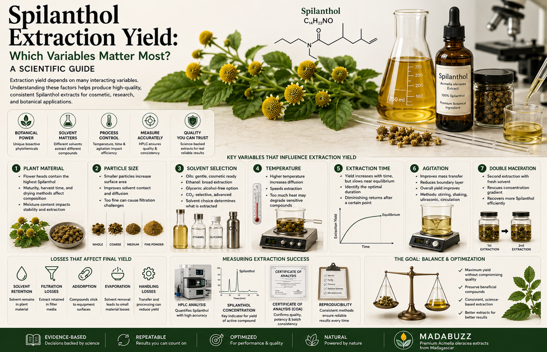 Spilanthol Extraction Yield The Science Behind Efficient Botanical Extraction