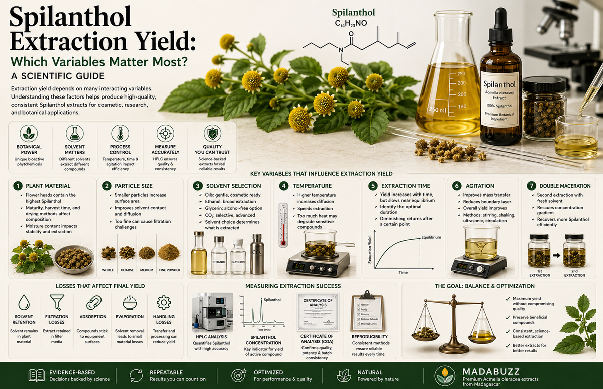 Spilanthol Extraction Yield The Science Behind Efficient Botanical Extraction