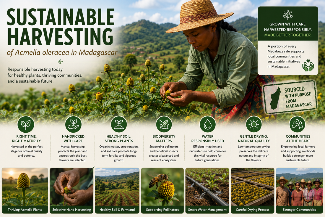 Local farmer sustainably harvesting realistic cone-shaped Acmella oleracea flower heads in Madagascar, surrounded by healthy tropical farmland that illustrates responsible cultivation, biodiversity, and environmentally conscious botanical farming