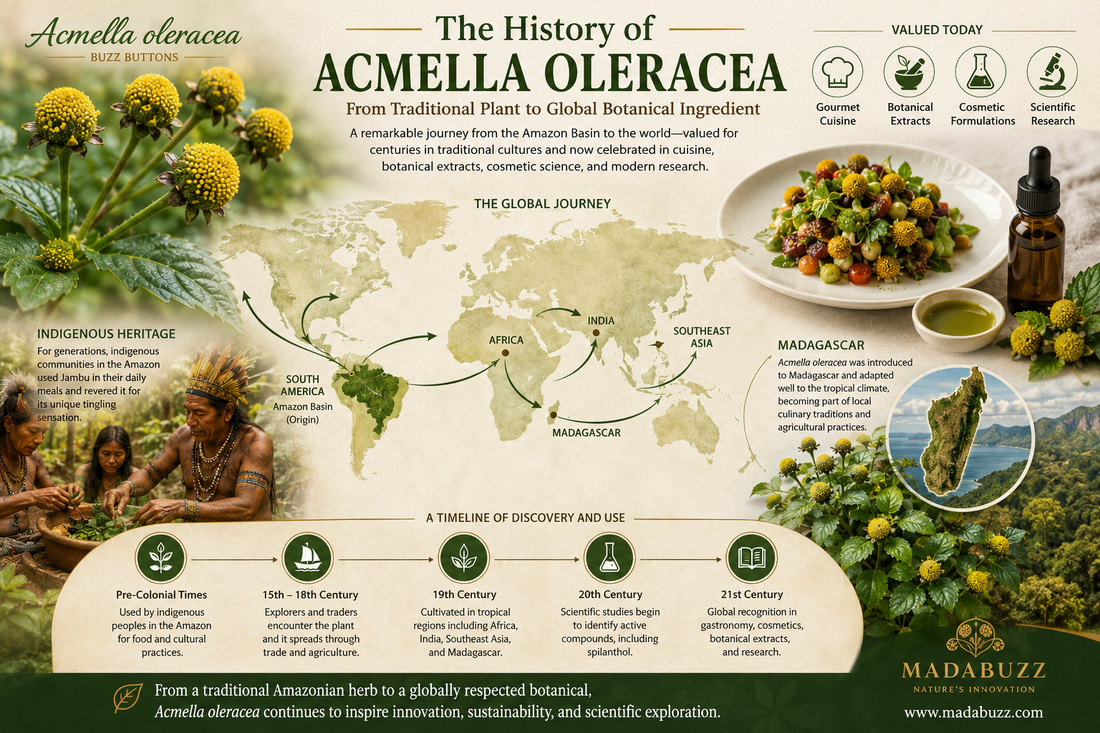 History of Acmella oleracea: From Traditional Plant to Modern Botanical Ingredient