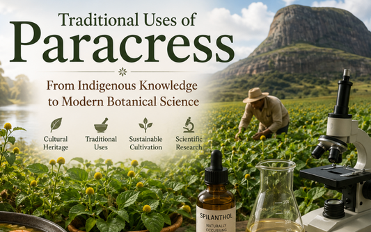 Traditional harvesting of Acmella oleracea (Paracress) in a tropical landscape, illustrating the plant's cultural heritage from South America to modern cultivation in Madagascar.  Image Caption