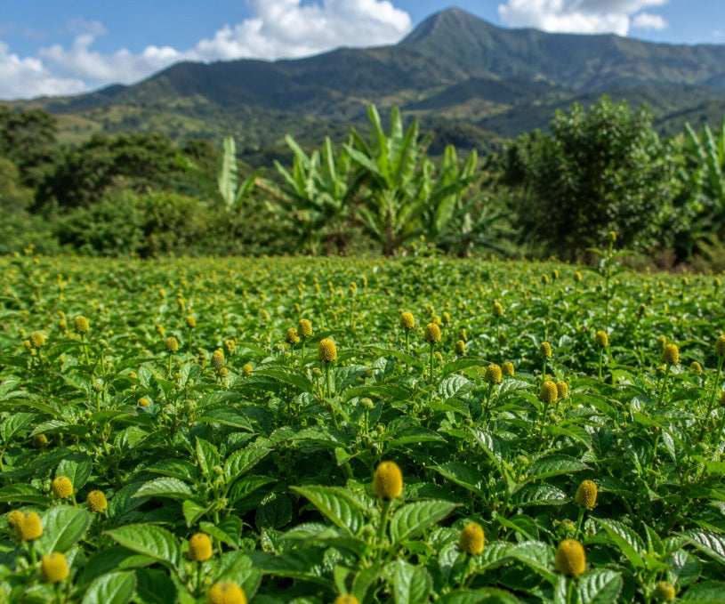 Healthy Acmella oleracea plants growing in a Madagascar field with mature flower heads, illustrating natural cultivation, careful harvesting, and sustainable botanical farming.