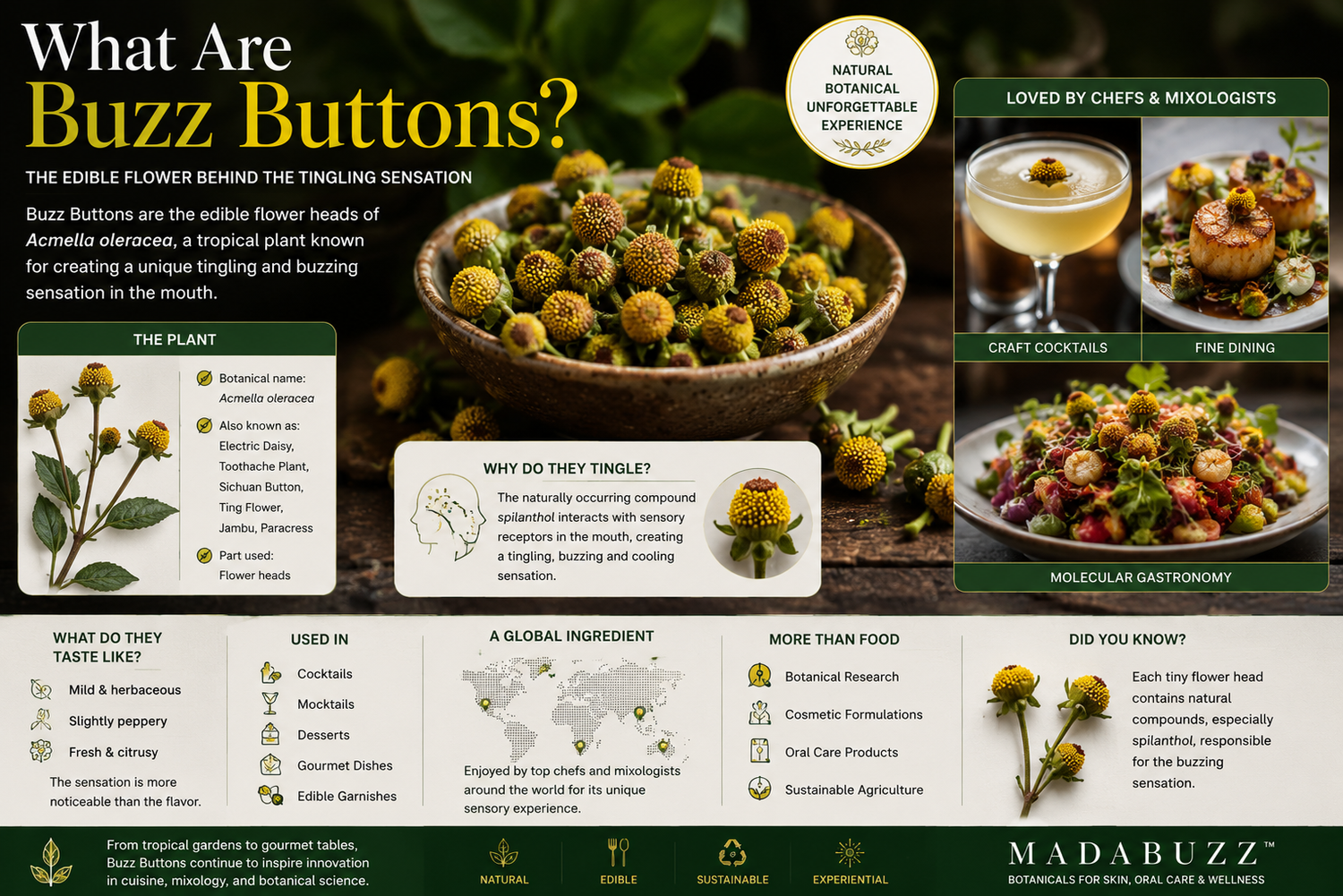 Fresh Buzz Buttons (Acmella oleracea) flowers displayed in a bowl, highlighting the edible flower used in fine dining, craft cocktails, and molecular gastronomy for its unique tingling sensation