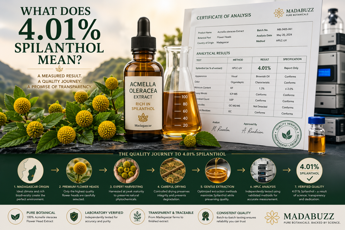 Premium Acmella oleracea flower heads from Madagascar beside an amber botanical extract and a laboratory Certificate of Analysis, illustrating how a verified 4.01% Spilanthol concentration reflects cultivation, extraction, and independent quality testing.