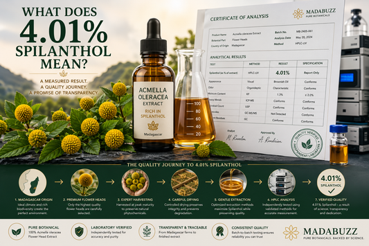 Premium Acmella oleracea flower heads from Madagascar beside an amber botanical extract and a laboratory Certificate of Analysis, illustrating how a verified 4.01% Spilanthol concentration reflects cultivation, extraction, and independent quality testing.