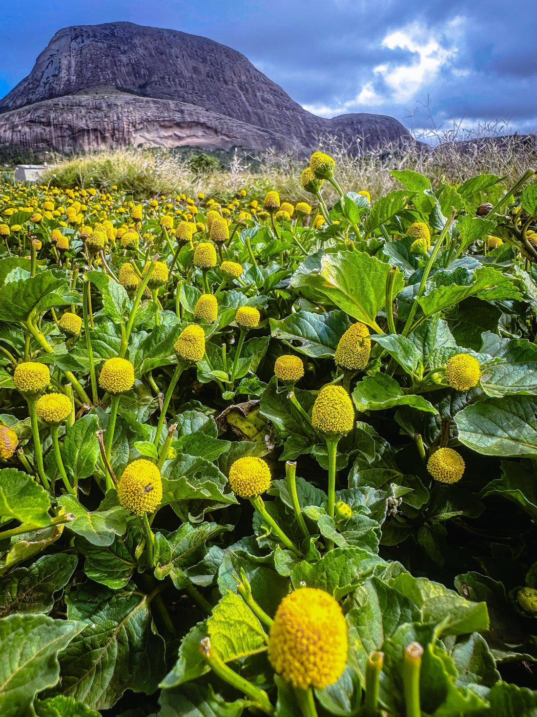 What Are Buzz Buttons? Discover the Flower That Makes Your Mouth Tingle!