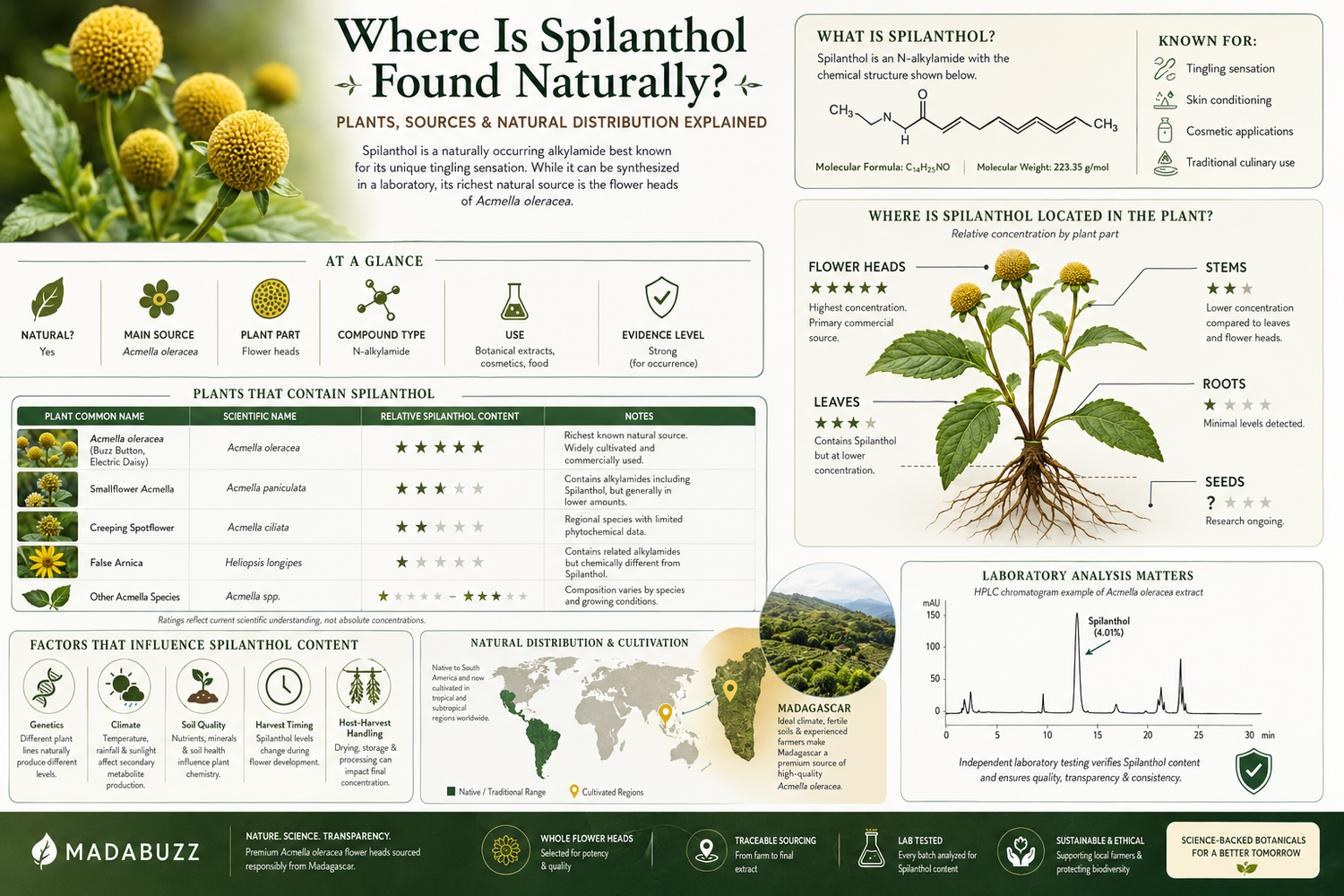 Where Is Spilanthol Found Naturally?