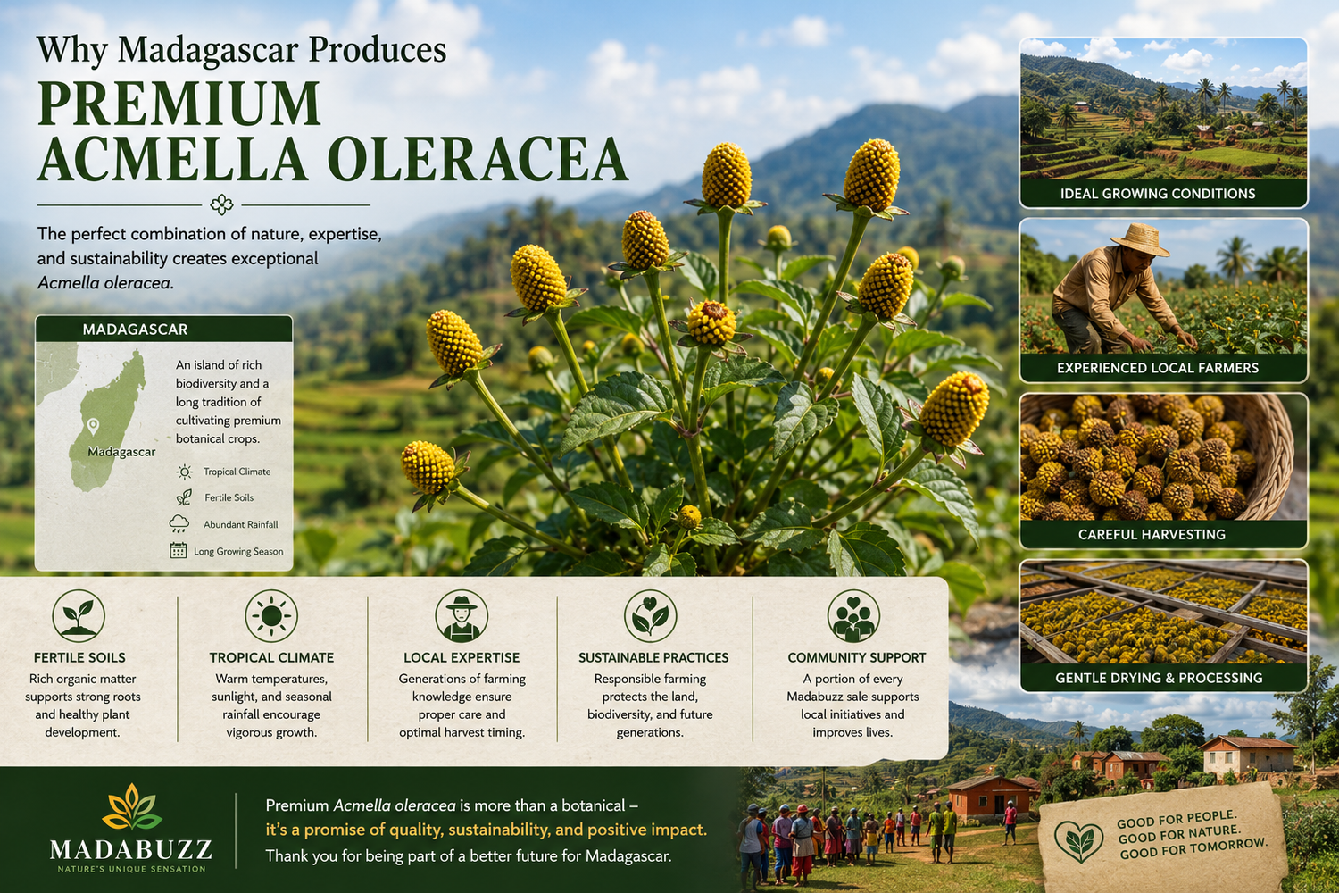 Healthy Acmella oleracea plants growing on a sustainable farm in Madagascar, showing realistic cone-shaped yellow flower heads, fertile tropical farmland, and the ideal natural conditions for producing premium botanical ingredients