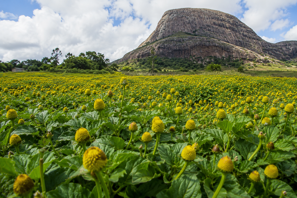 Why Madagascar Produces Premium Acmella oleracea
