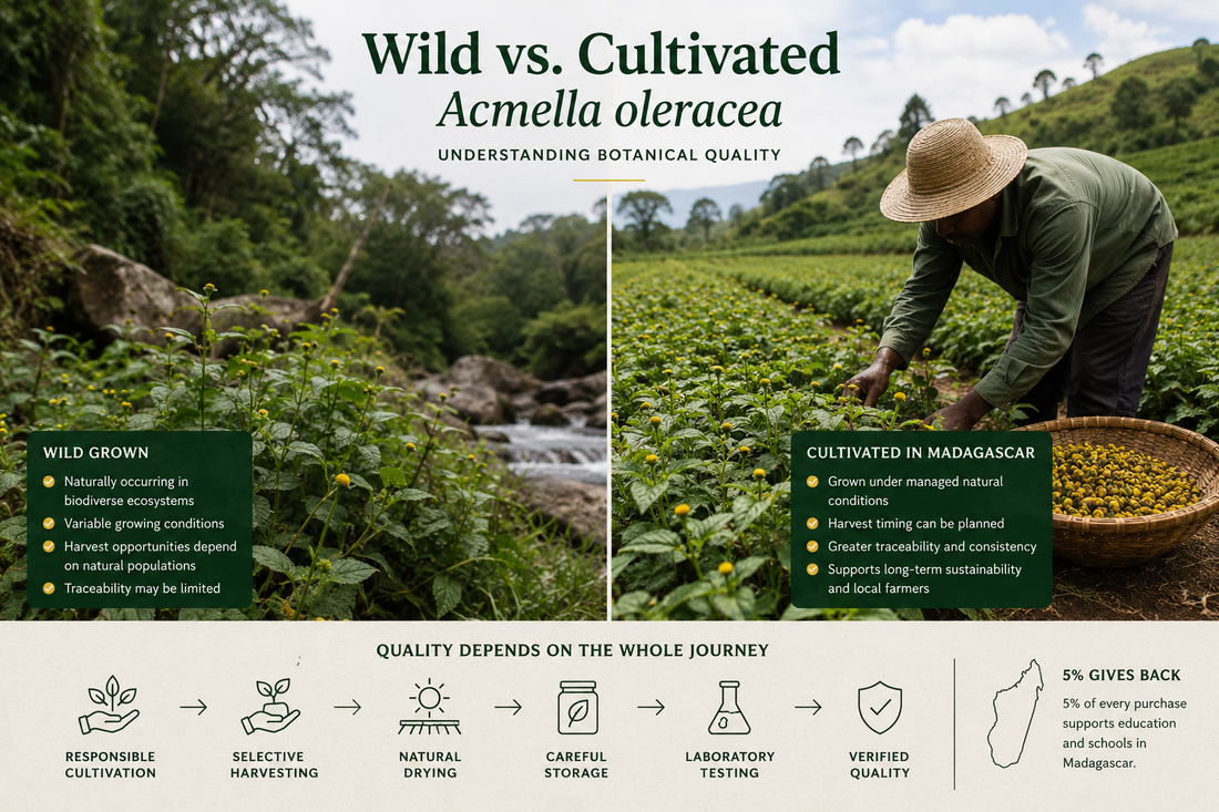 Comparison of wild and cultivated Acmella oleracea growing in natural and farmed environments in Madagascar, highlighting sustainable cultivation, biodiversity, and premium botanical quality.