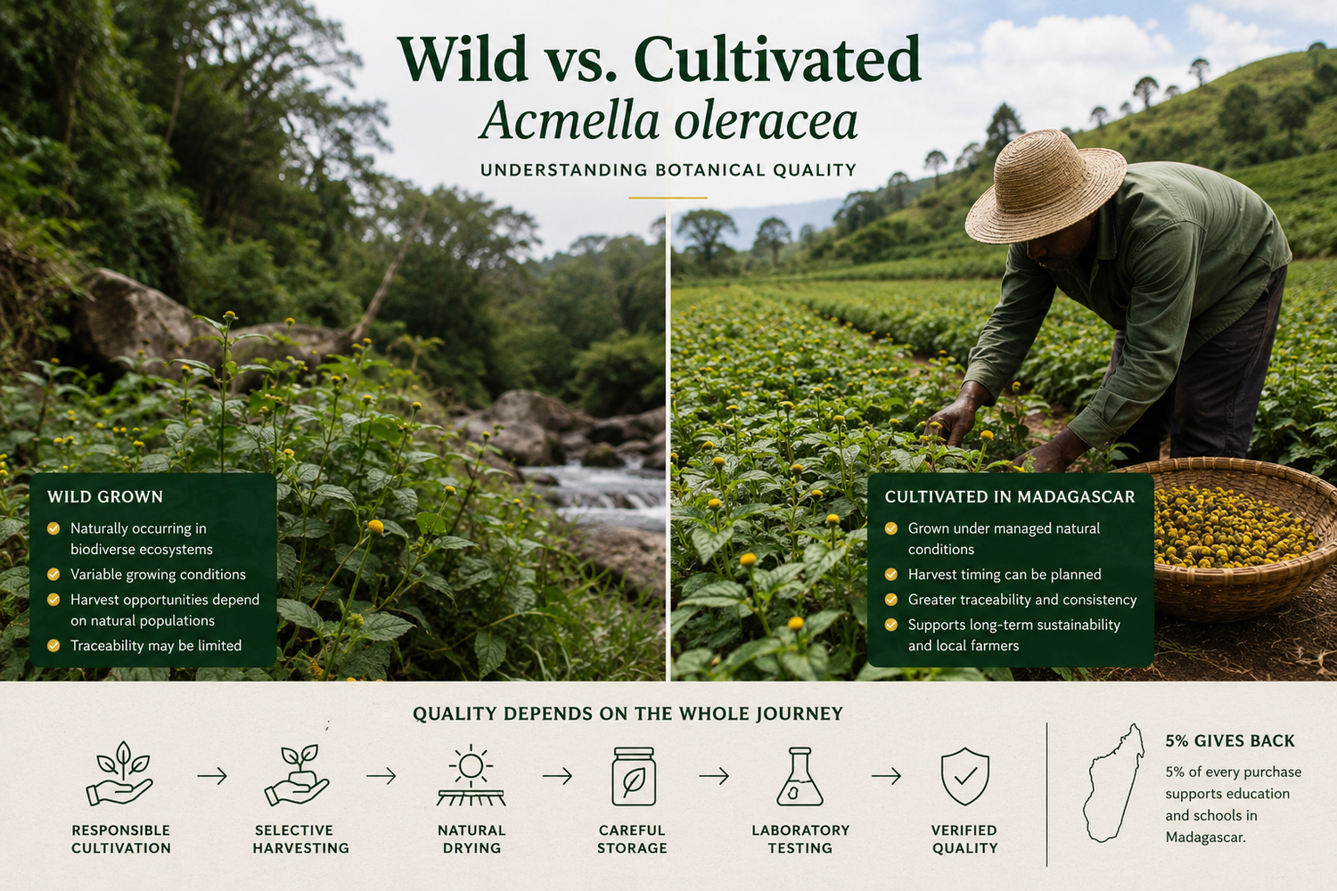 Comparison of wild and cultivated Acmella oleracea growing in natural and farmed environments in Madagascar, highlighting sustainable cultivation, biodiversity, and premium botanical quality.