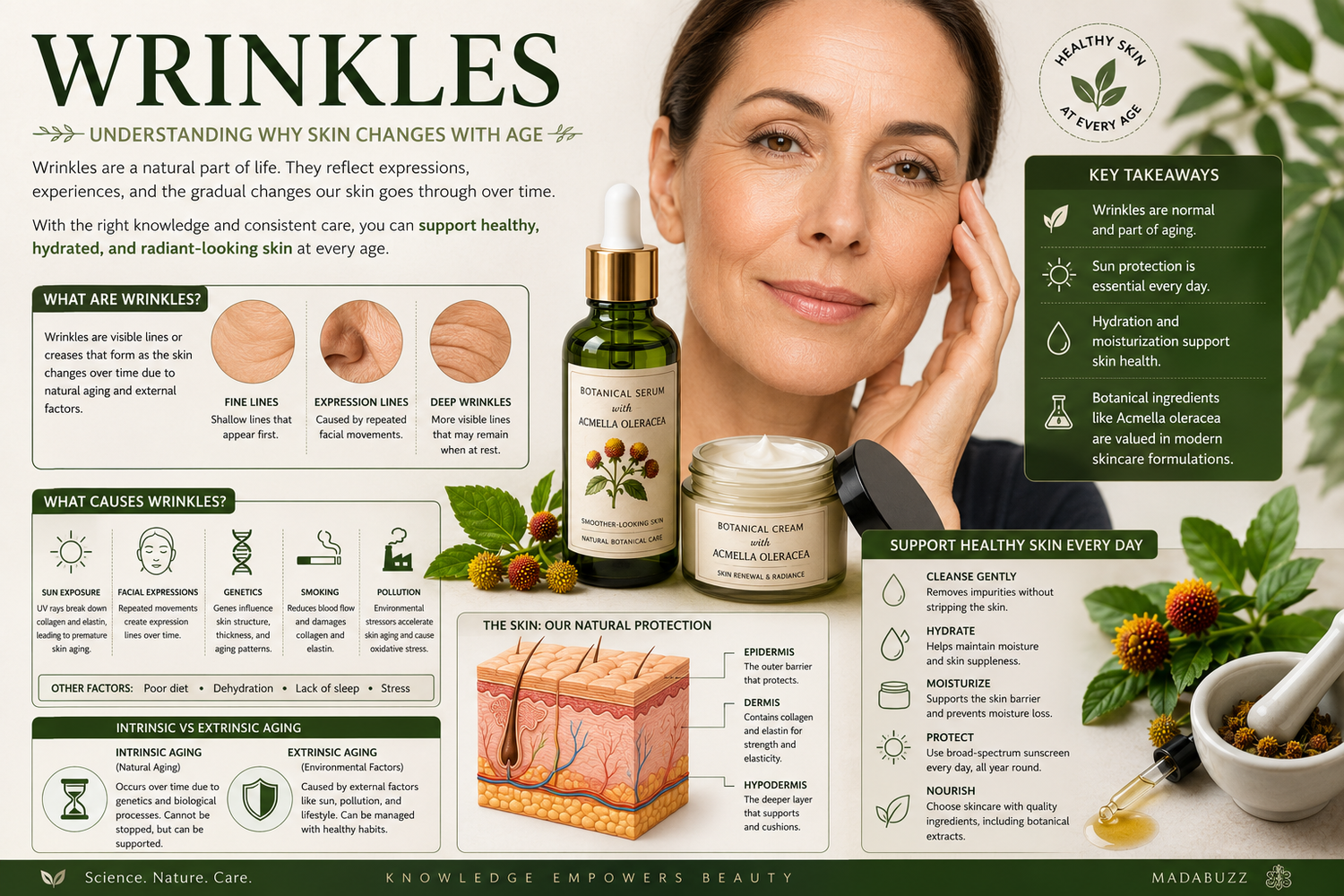 Educational infographic explaining wrinkles, skin aging, collagen, elastin, expression lines, healthy skincare habits, and Acmella oleracea botanical skincare for smoother-looking, healthy aging skin