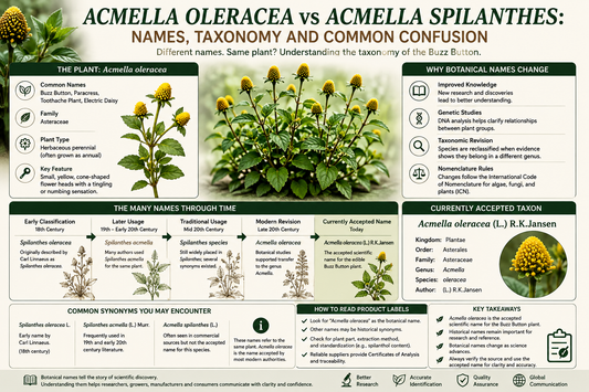 Acmella oleracea vs Acmella spilanthes: Understanding Botanical Taxonomy