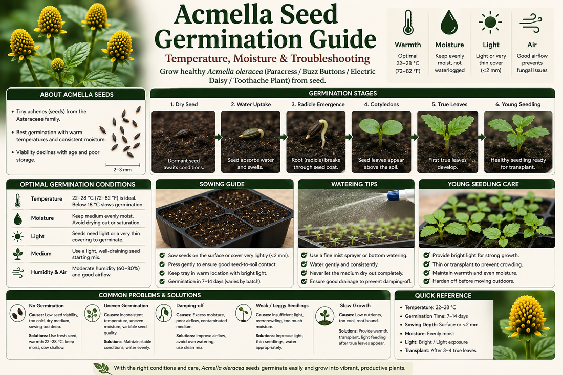 Acmella Seed Germination Guide: From Seed to Healthy Seedling