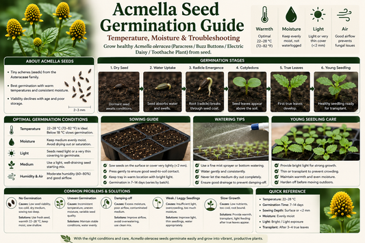Acmella Seed Germination Guide: From Seed to Healthy Seedling