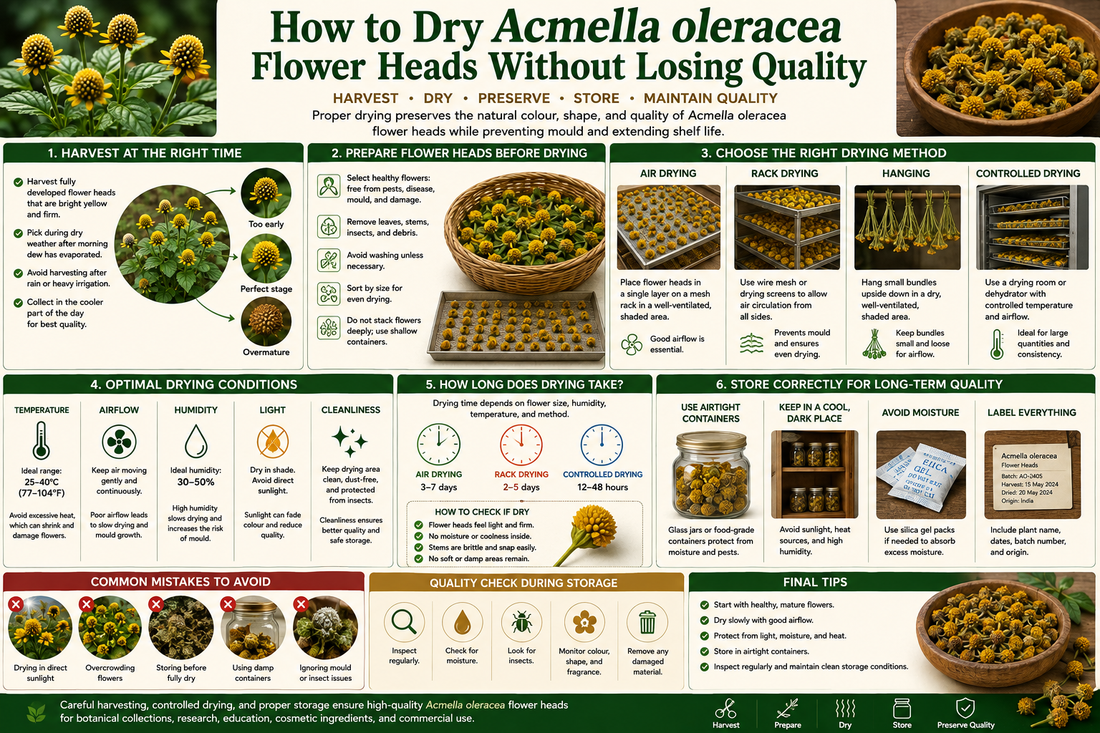 ow to Dry Acmella oleracea Flower Heads Without Losing Quality