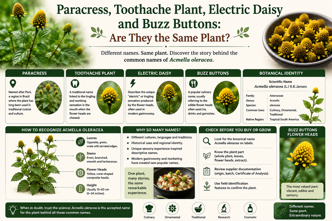 Paracress, Toothache Plant, Electric Daisy and Buzz Buttons Explained