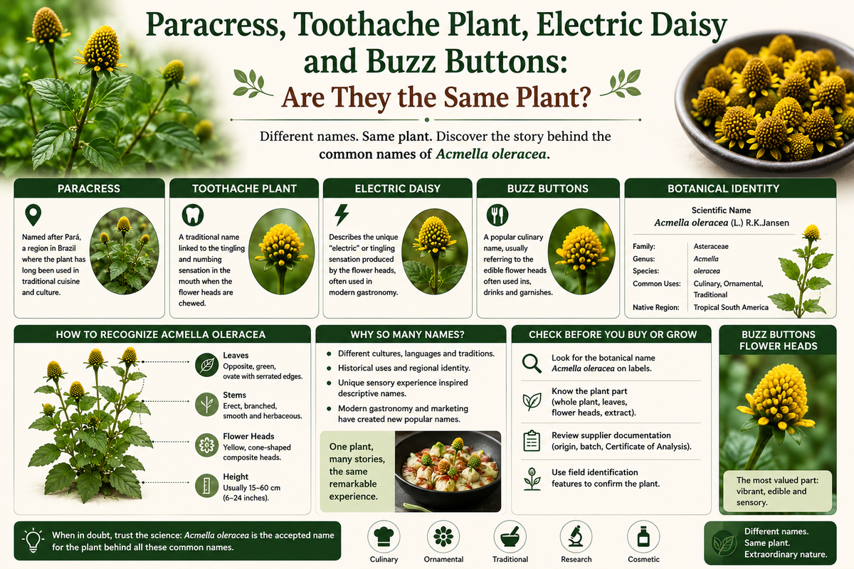 Paracress, Toothache Plant, Electric Daisy and Buzz Buttons Explained