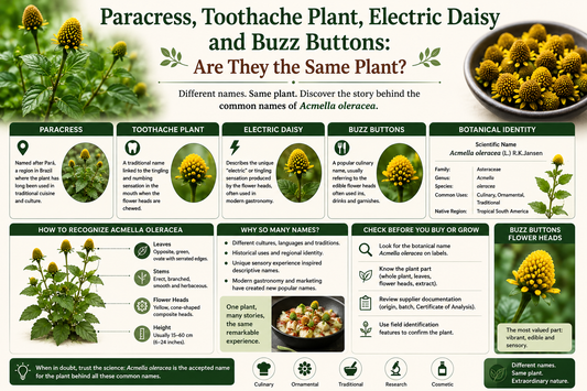 Paracress, Toothache Plant, Electric Daisy and Buzz Buttons Explained