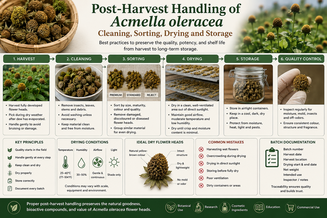 post-harvest-handling-acmella-oleracea-cleaning-sorting-drying-storage