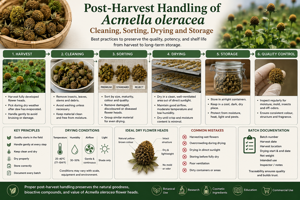 post-harvest-handling-acmella-oleracea-cleaning-sorting-drying-storage