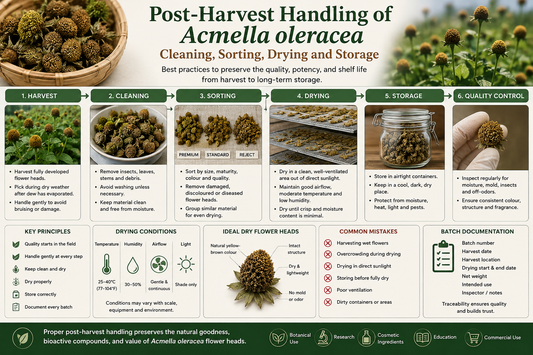 post-harvest-handling-acmella-oleracea-cleaning-sorting-drying-storage