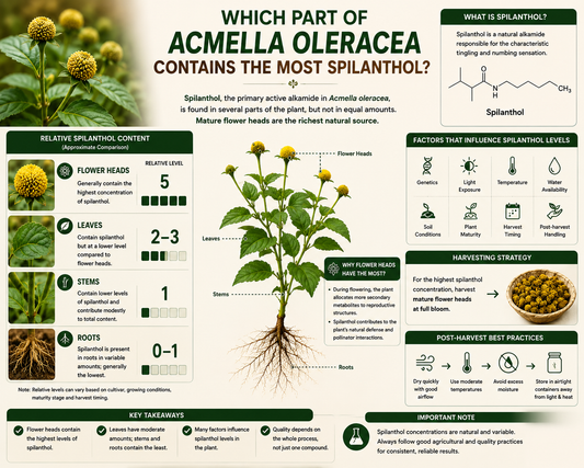 Which Part of Acmella oleracea Contains the Most Spilanthol?