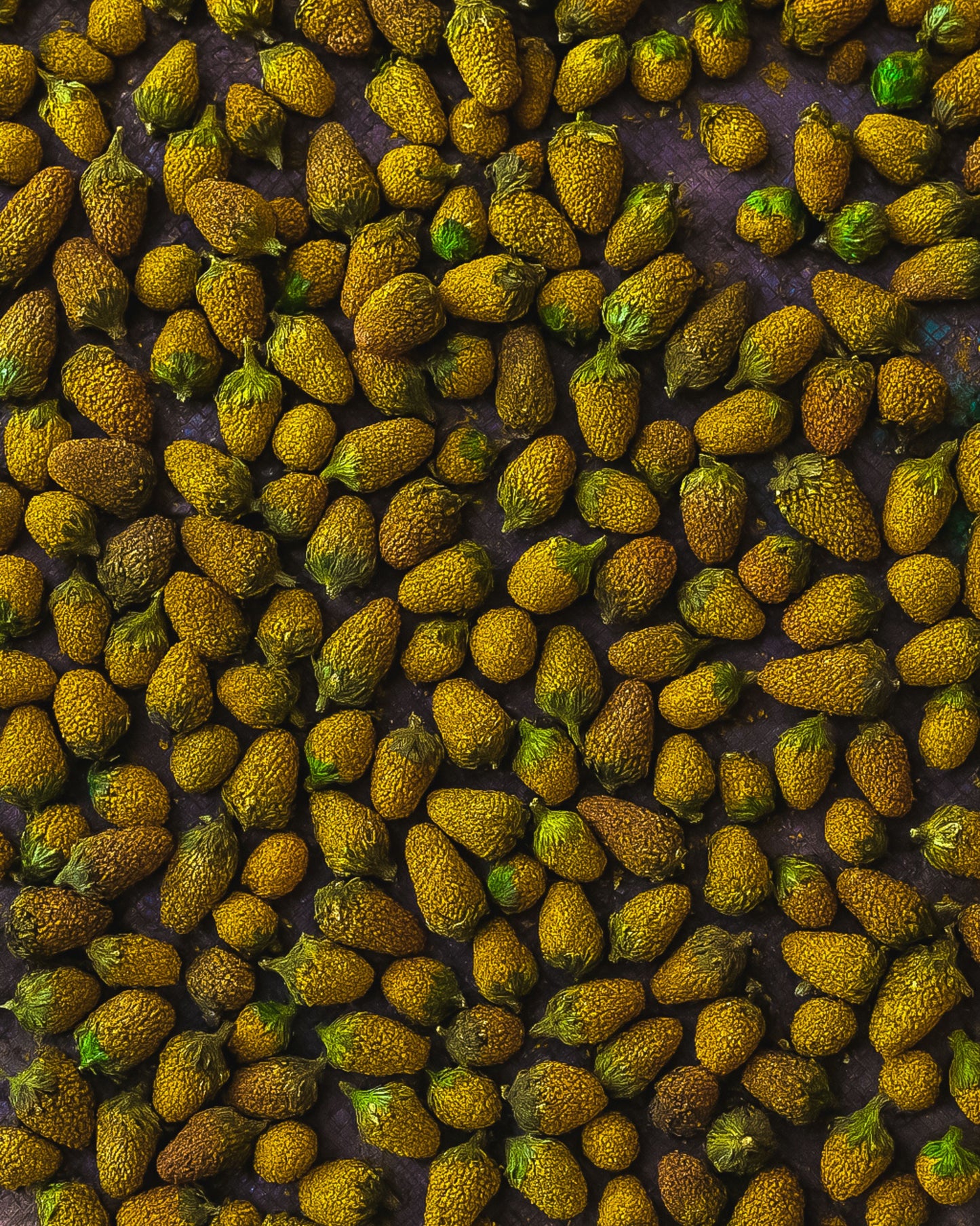 Premium Buzz Buttons 🌼 Spilanthes Acmella | Dried Paracress Flowers from Madagascar