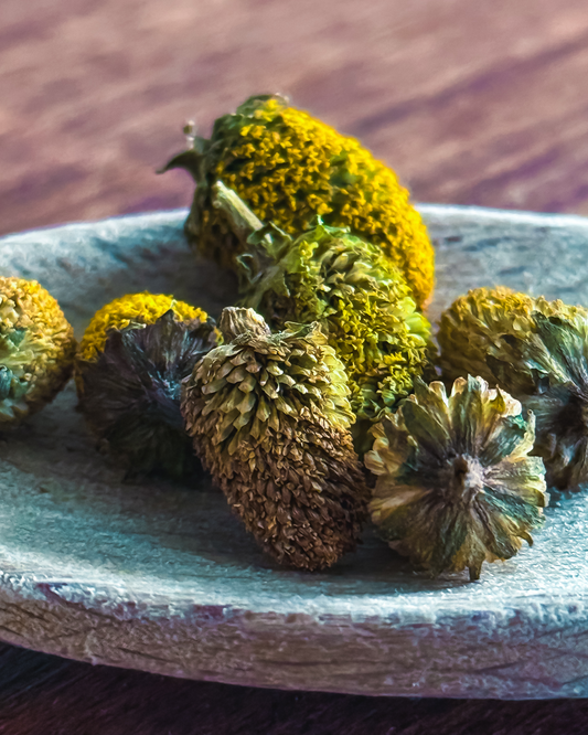 Premium Buzz Buttons 🌼 Spilanthes Acmella | Dried Paracress Flowers from Madagascar