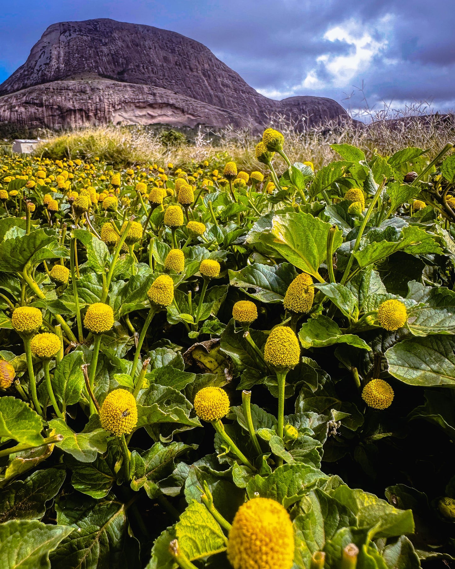 Premium Buzz Buttons 🌼 Spilanthes Acmella | Dried Paracress Flowers from Madagascar